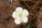 Pipsissewa <BR>Spotted wintergreen